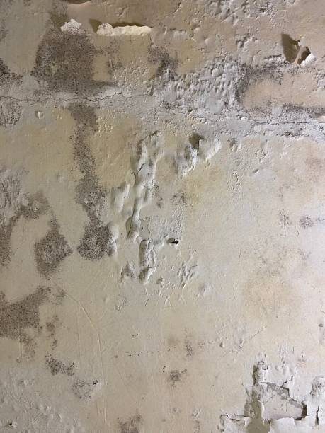 Reliable Pleasantville, NJ Mold Remediation Solutions