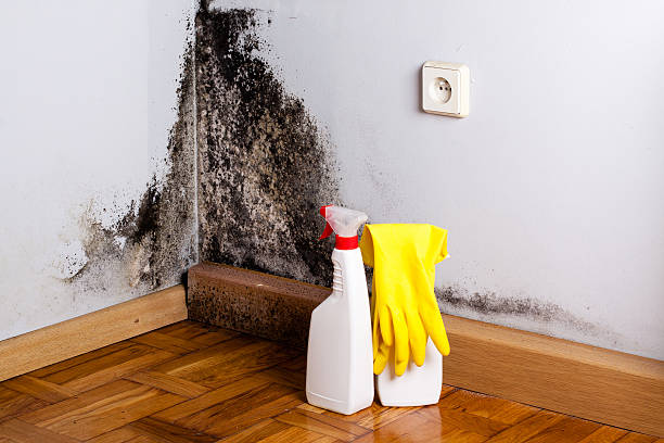 Best Post-Flood Mold Remediation in Pleasantville, NJ