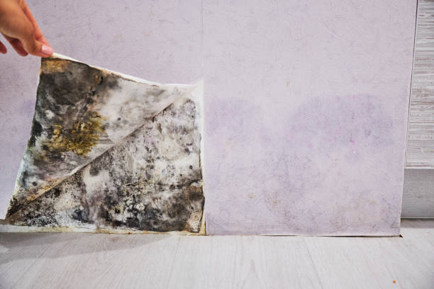 Best Black Mold Remediation in Pleasantville, NJ